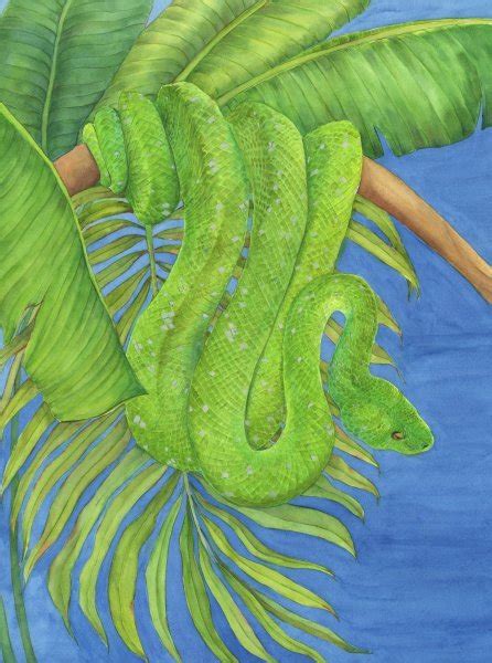 Image result for Green Tree Python Painting