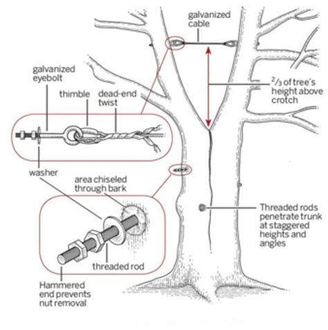 Image result for Tree Bracing Equipment