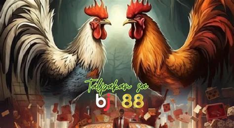 Image result for Color Coding Guide Sabong