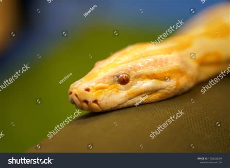 Image result for Yellow Head Python