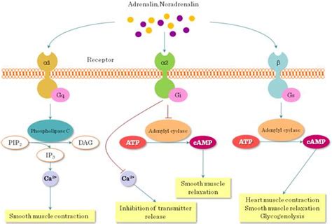 GPCR Pathway に対する画像結果