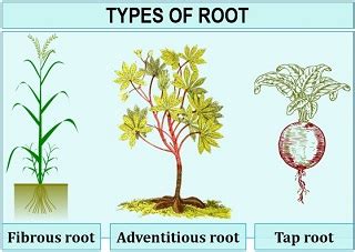 Image result for Three Root System