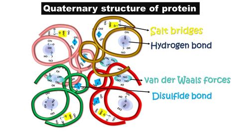 Image result for Protein Sequence Example