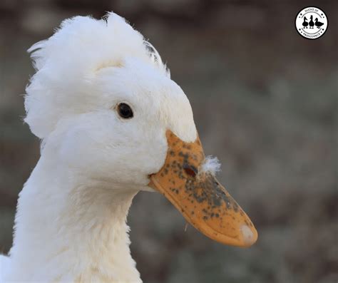 Afbeeldingsresultaten voor Duck Bill On Python