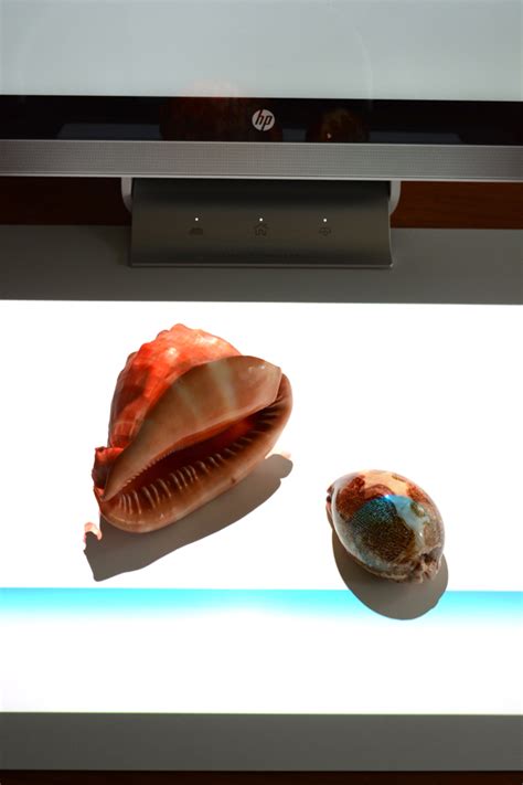 Image result for Shell Print Pattern