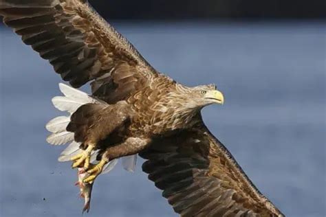 Image result for Different Crows