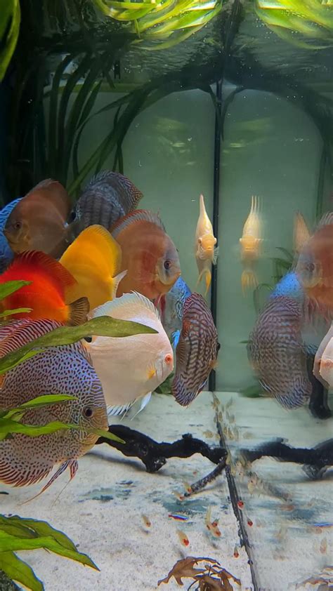 Discus Fish Store に対する画像結果