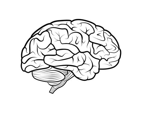 Image result for Simple Brain Outline SVG
