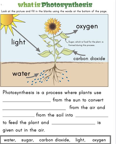Afbeeldingsresultaten voor How Does Photosynthesis Work Worksheet Answers