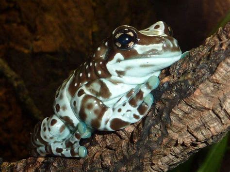 Image result for Most Amazing Frogs