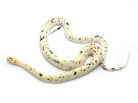 Toradh íomhá ar Reticulated Python Morphs Chart