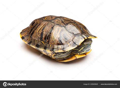 Snapping Turtle Shell Side View に対する画像結果