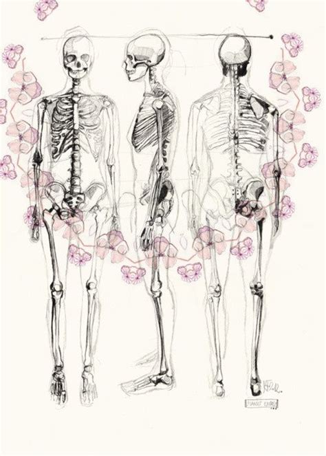 Image result for Female Skeleton for Drawing