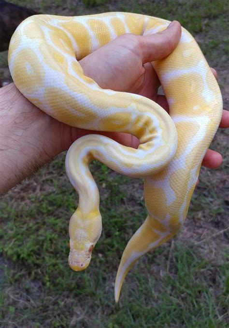Ball Python Derpy に対する画像結果