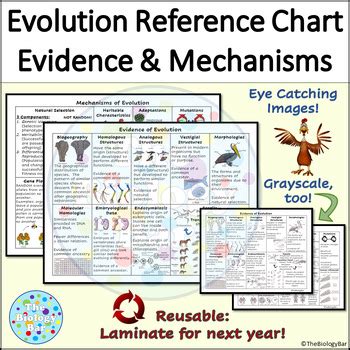 Image result for Evidence for Evolution Chart