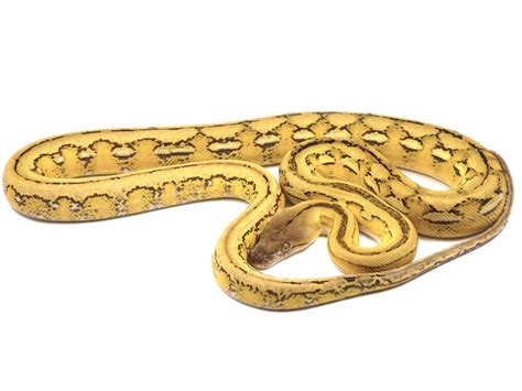 Toradh íomhá ar Platinum Python