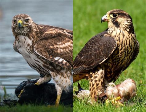 Image result for Differnce Between Falcon and Hawk