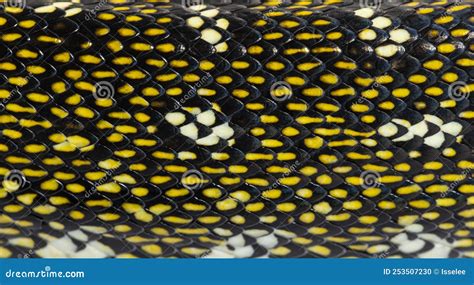 Afbeeldingsresultaten voor Diamond Python Realistic Drawings