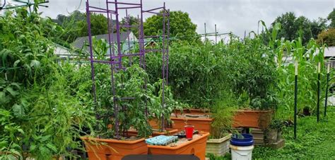 Afbeeldingsresultaten voor Container Crops