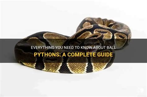 Image result for Everything About Ball Pythons