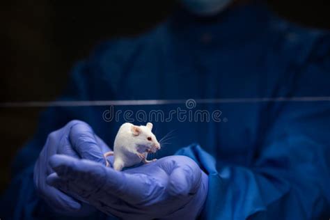 Vet Tech with Lab Mouse に対する画像結果