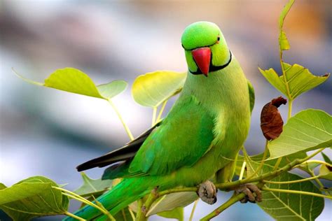 Image result for Parakeet Care