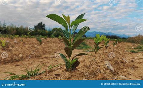 Image result for Persimmon Tree Sapling