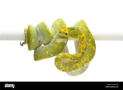 Image result for Green Tree Python White Background