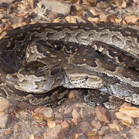 Python Natalensis に対する画像結果