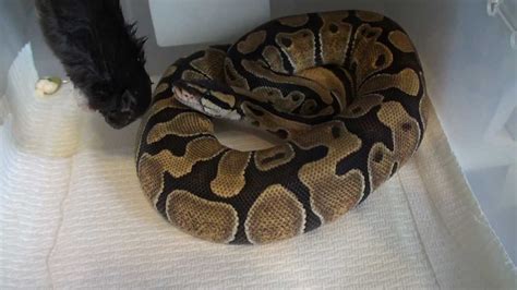 Image result for Ball Python Hungry