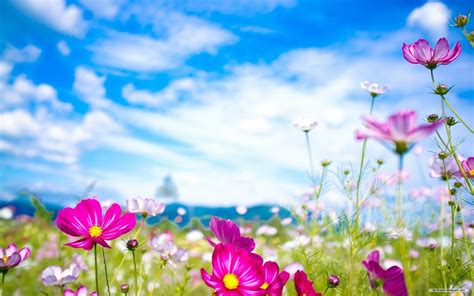 Image result for Spring Widescreen Wallpaper