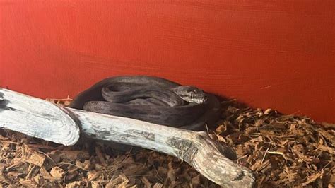 Afbeeldingsresultaten voor Classroom Python Camera