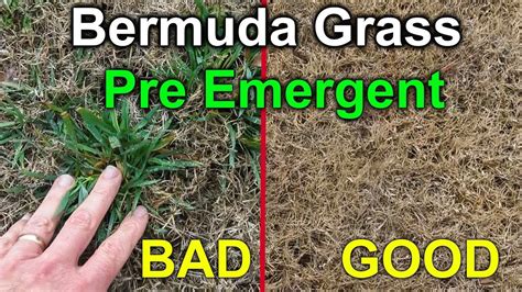 Bermuda Grass Pre Emergent Herbicide