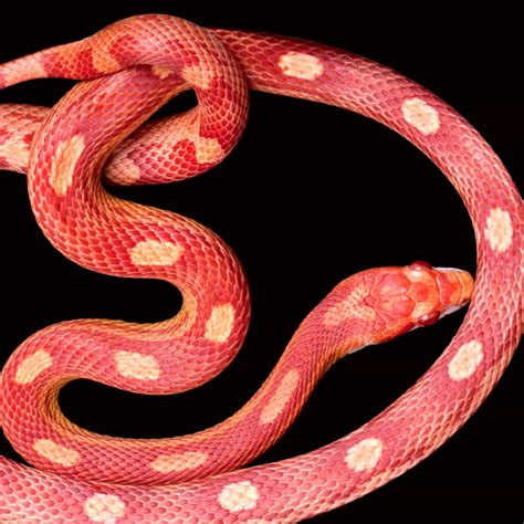Image result for Red and Grey Snake Python