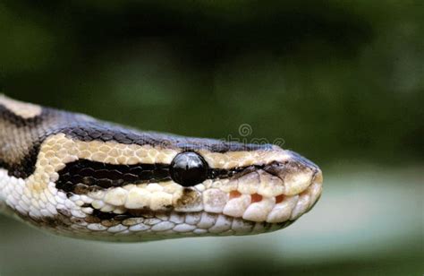 Toradh íomhá ar Royal Python Head