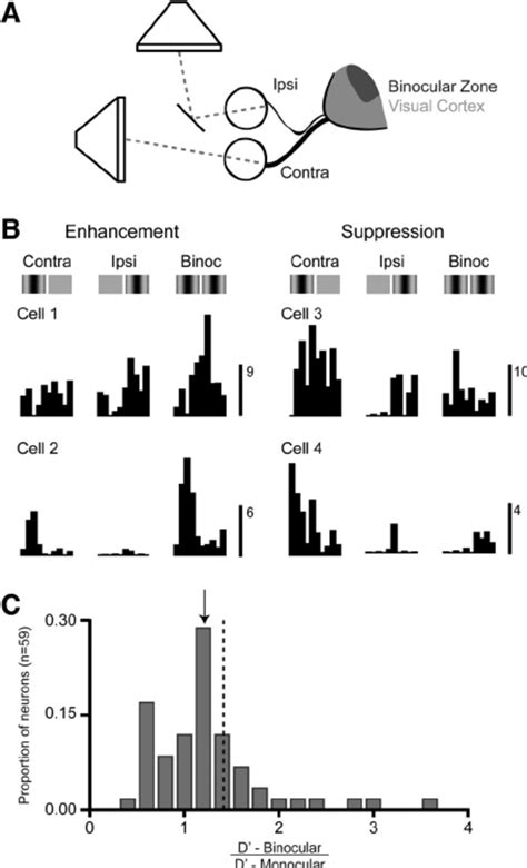Image result for Mouse V1 Visual Cortex