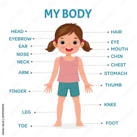 Image result for Body Types Explained