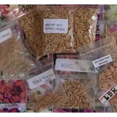 Toradh íomhá ar Adenium Black Phoenix