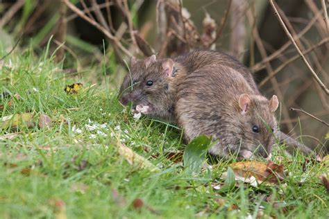 Image result for Mega Rat