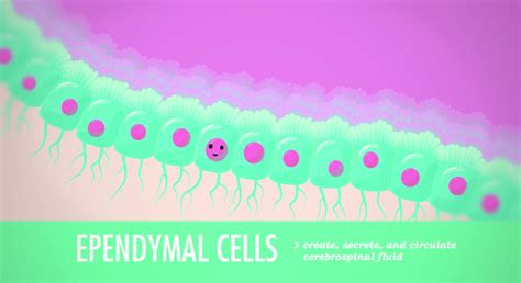 Afbeeldingsresultaten voor Crash Course Neurons
