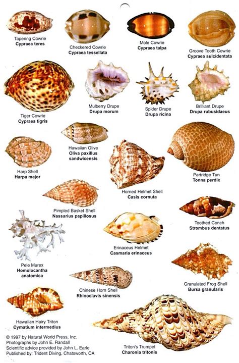 Printable Seashell Identification Chart
