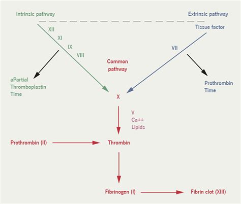 Coagulation Cascade For Dummies に対する画像結果