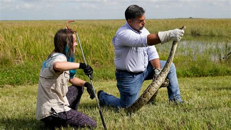 Image result for Florida Python Hunt 2021