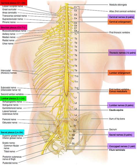 Image result for Spinal Cord Map