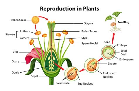 Image result for Plant Reproducing Organs