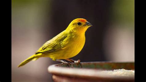 Canary Sound Effect Animation に対する画像結果