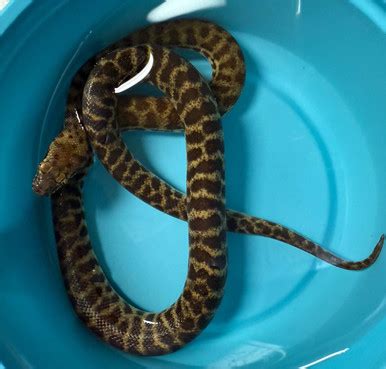 Image result for Stimson's Python