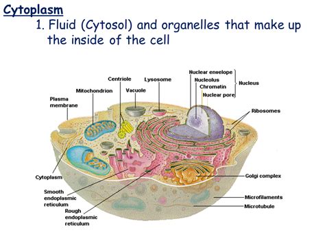Image result for Cytoplasm Function