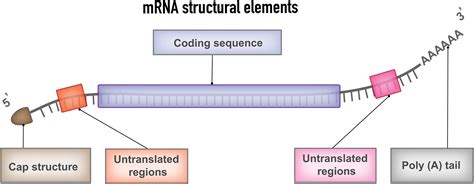 Image result for mRNA Diagram Labelled Codon