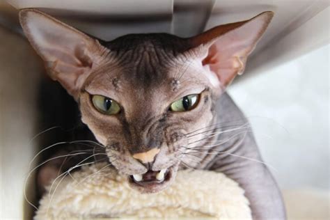 Why Is My Cat Growling? 7 Reasons You Should Know - Cats.com